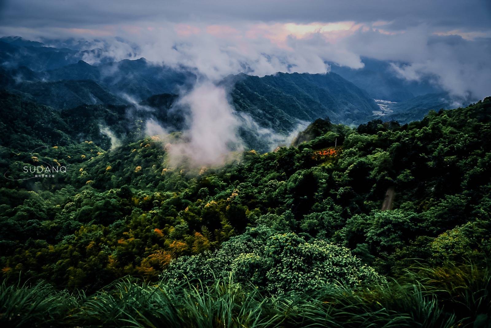 富硒茶仙寓山