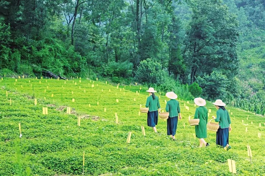 富硒茶解说词