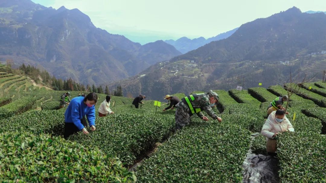 宣恩县富硒茶