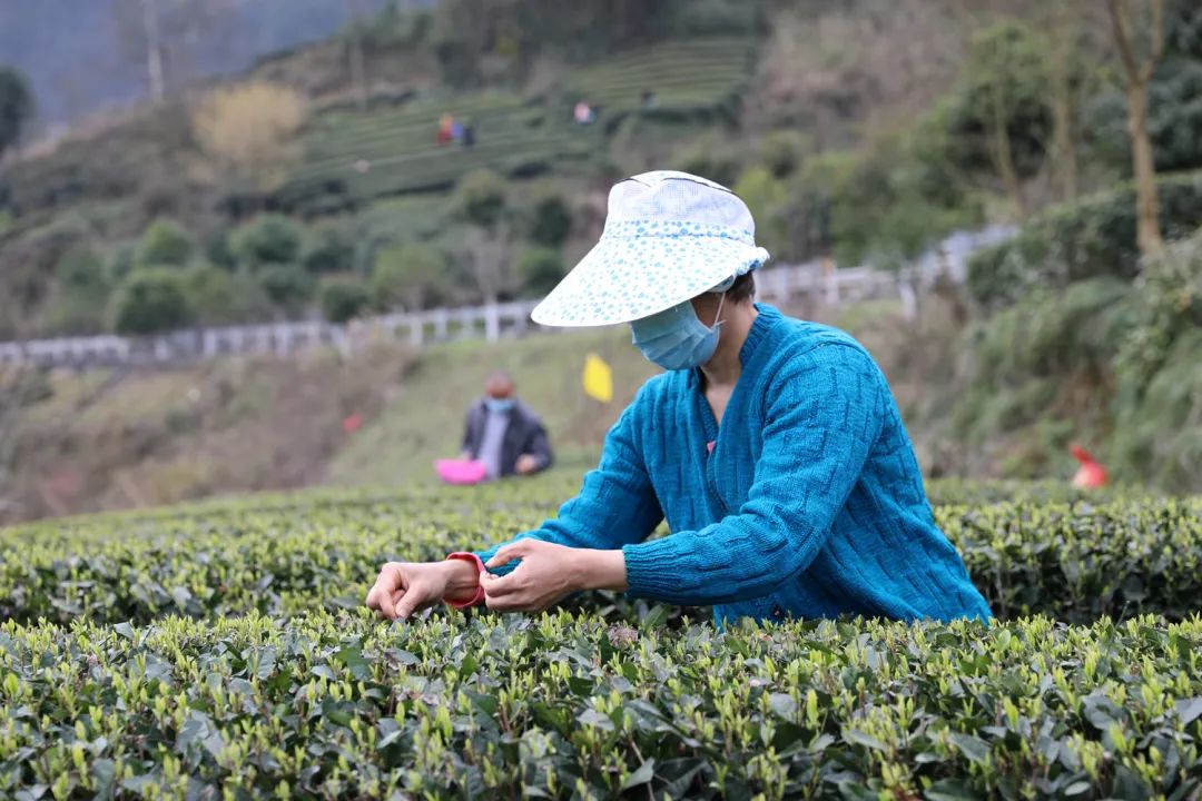 宣恩县富硒茶