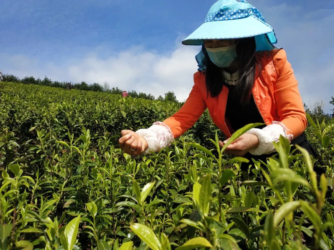 宣恩县富硒茶