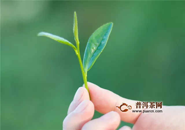 恩施玉露和开阳富硒茶的区别