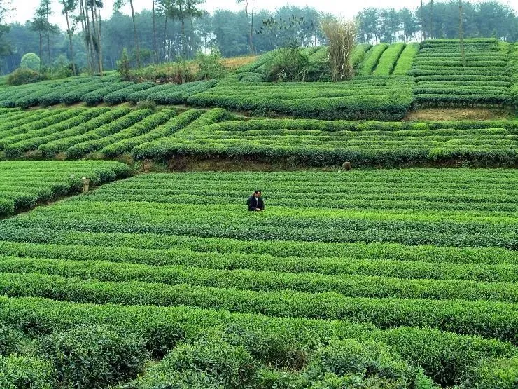 崖门镇富硒茶