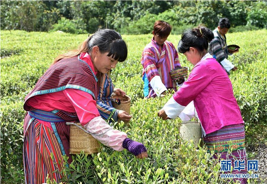 富硒茶紫阳县