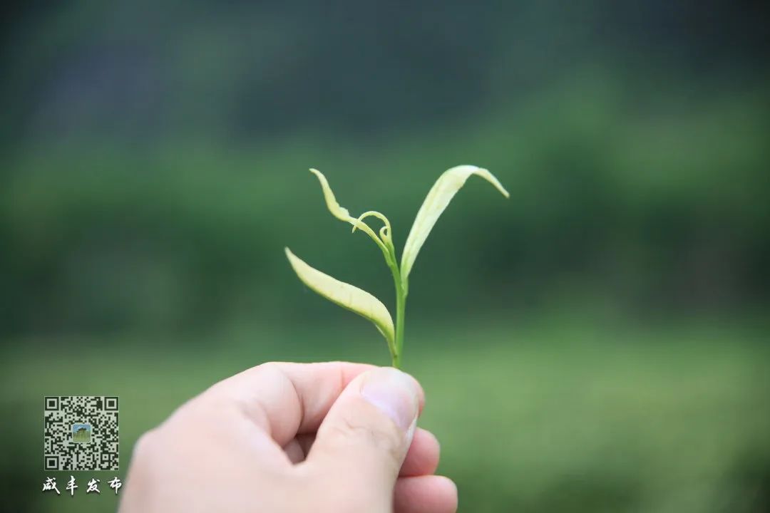 富硒茶主产区