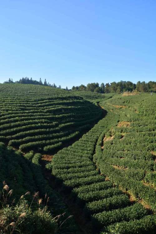 平利县富硒茶