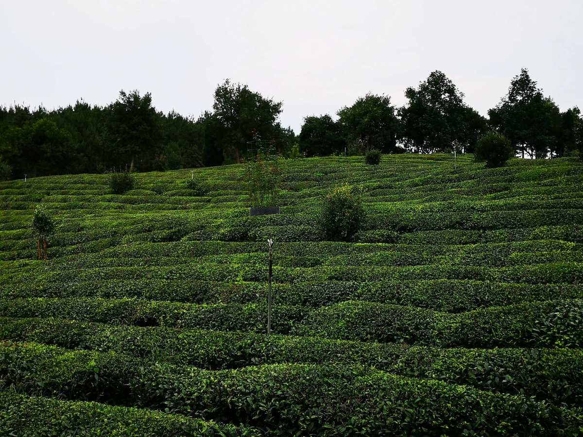 平利县富硒茶