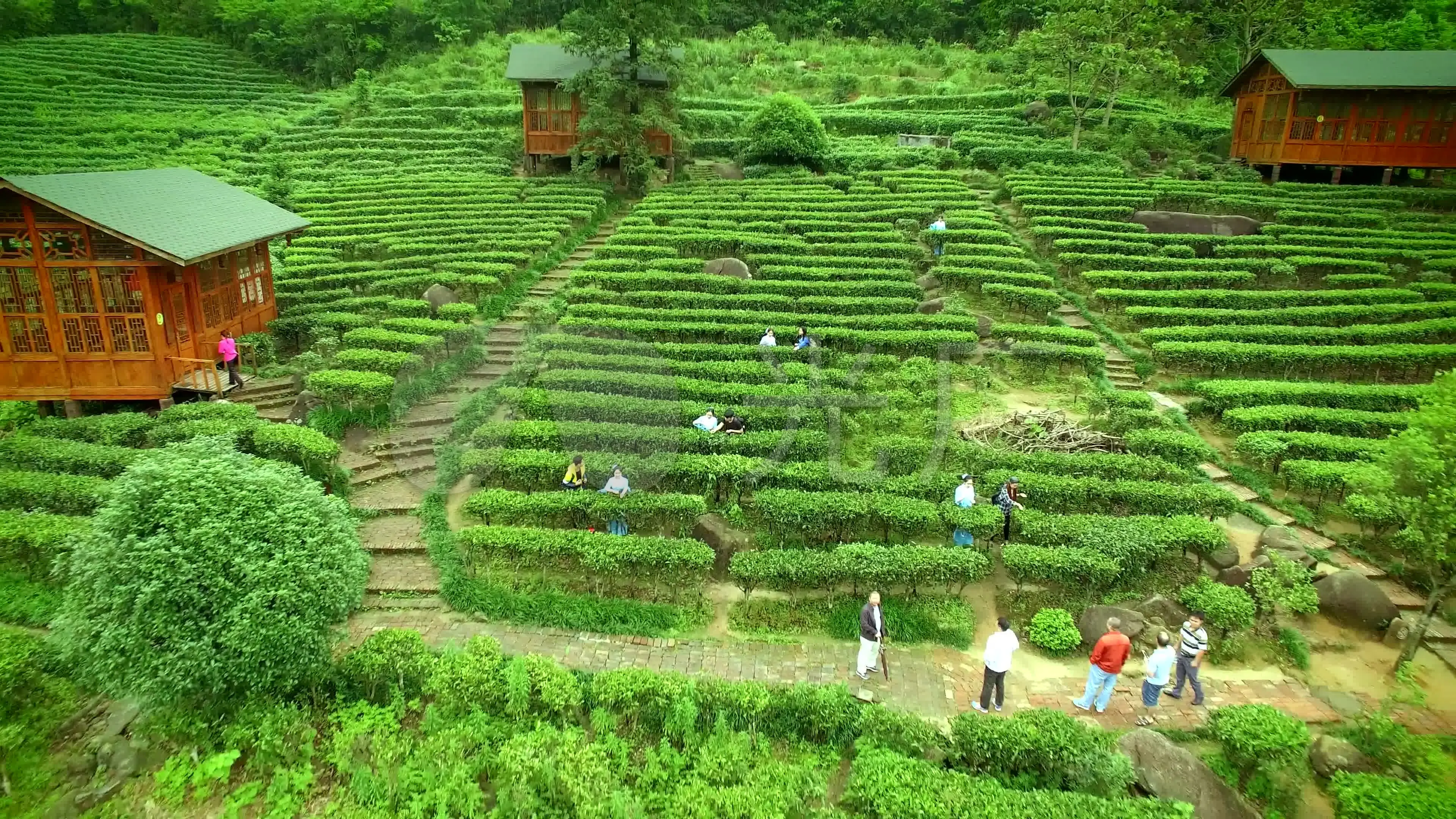 平利县富硒茶