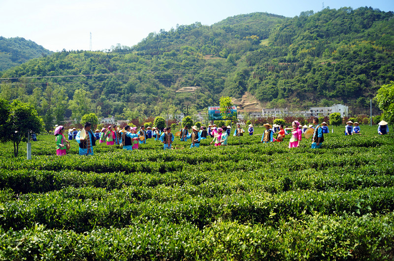 平利县富硒茶