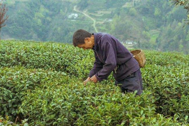 富硒茶紫阳县