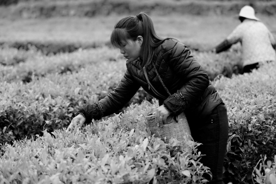 唐崖白富硒茶