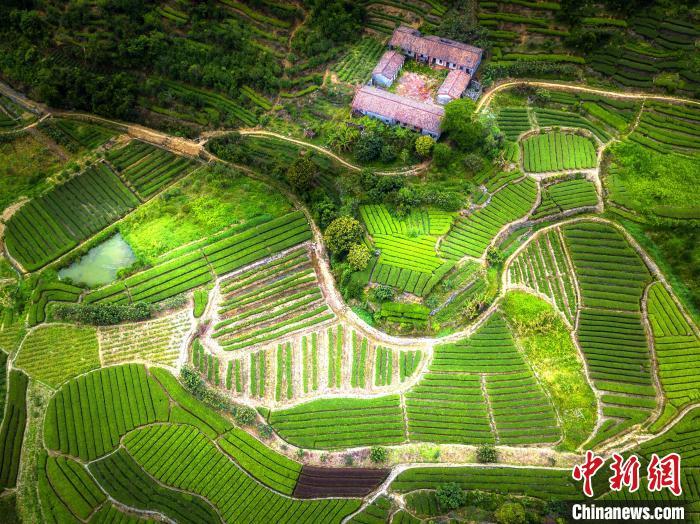 武夷山富硒茶