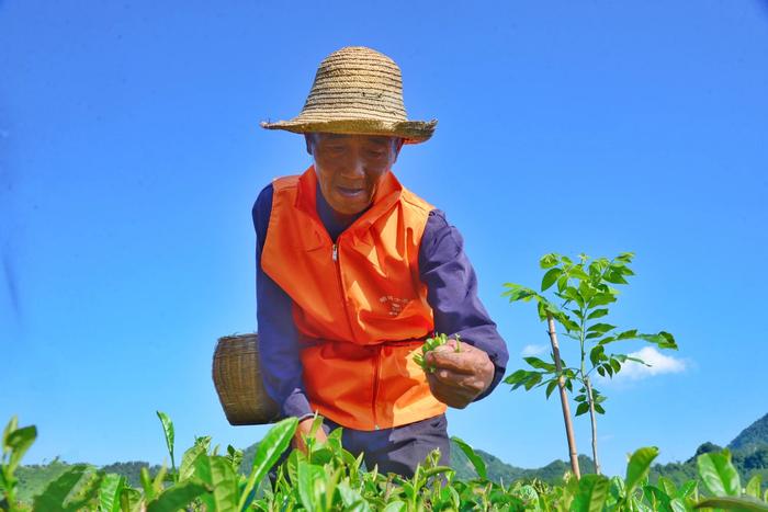 南宫市富硒茶