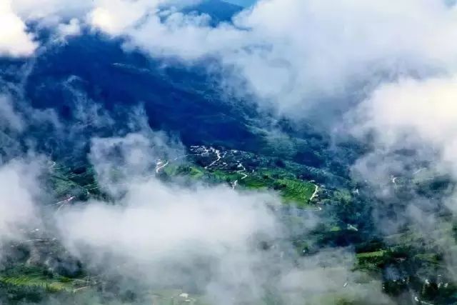 凤凰山富硒茶