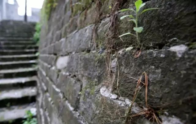 凤凰山富硒茶