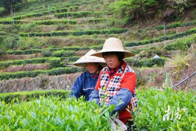 供销社富硒茶