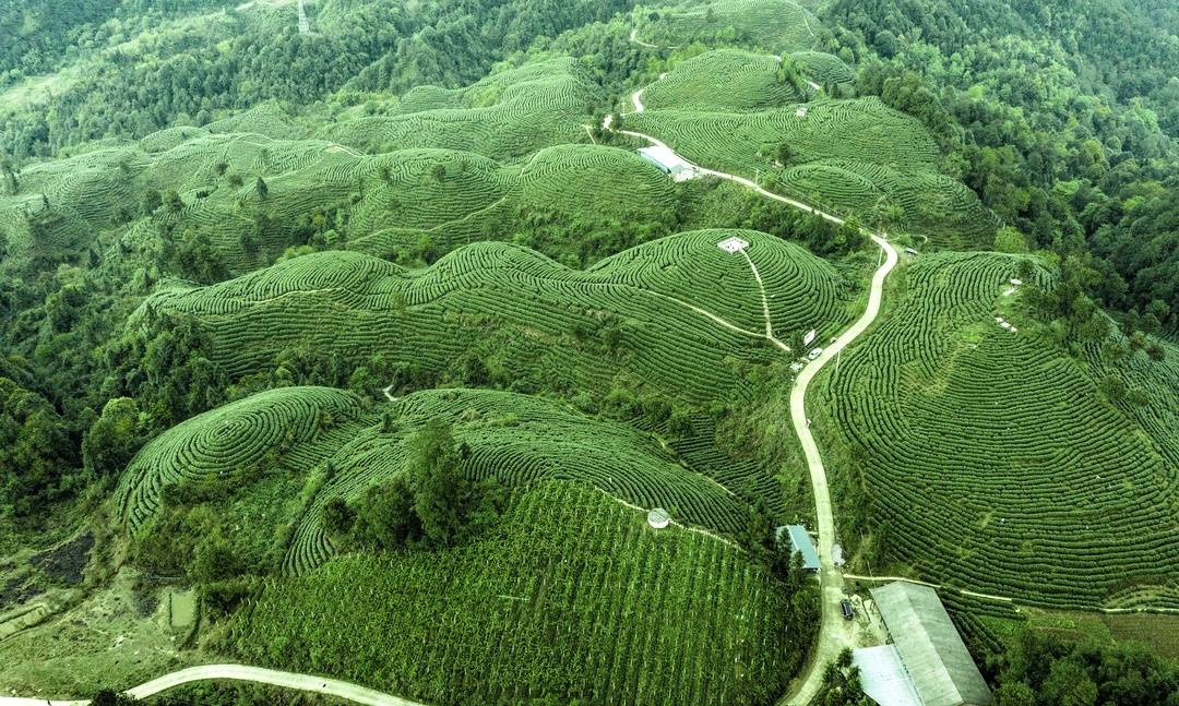 雀舌富硒贡茶