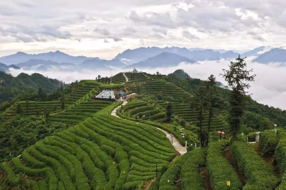 富硒龙井茶片