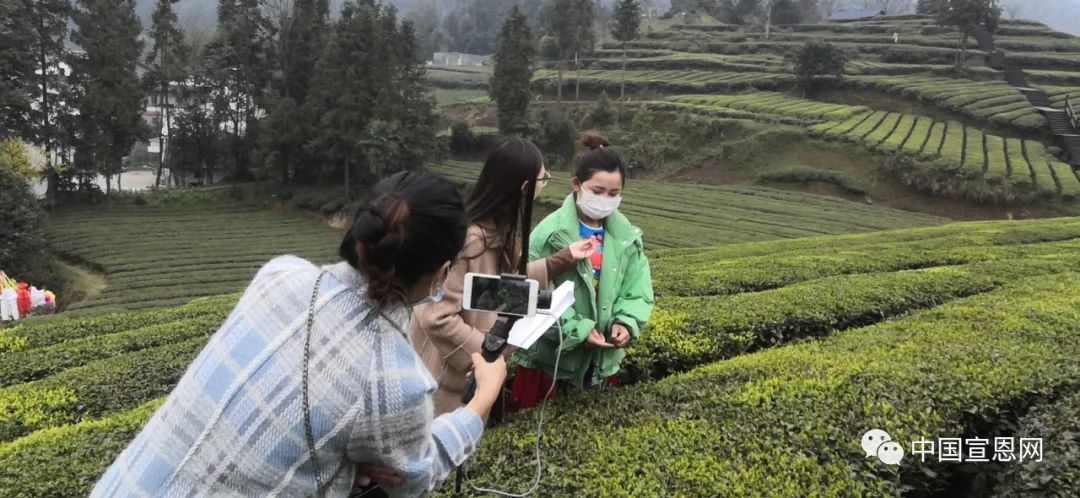 富硒茶出产地