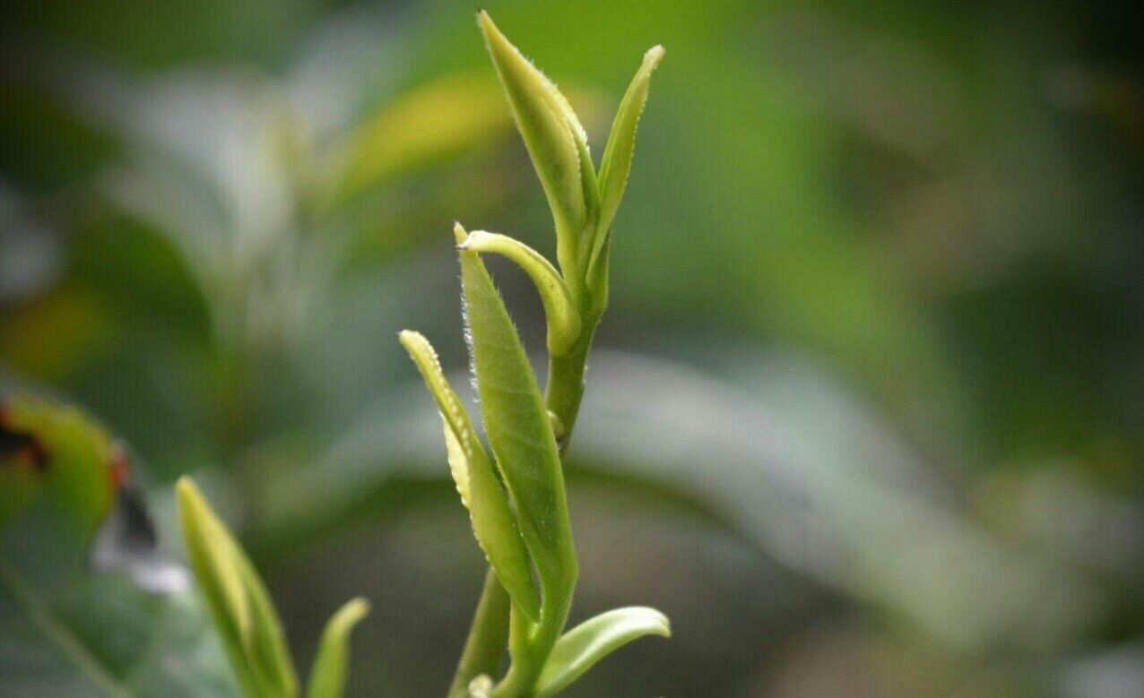 雀舌富硒贡茶