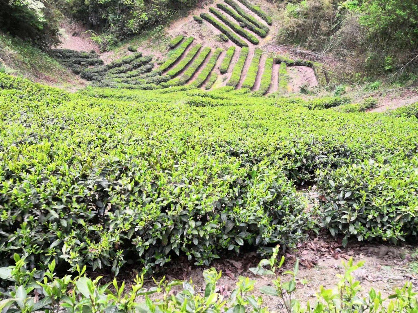 台前县富硒茶