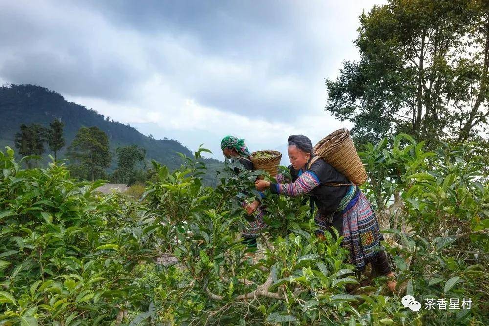 茗品富硒贡茶