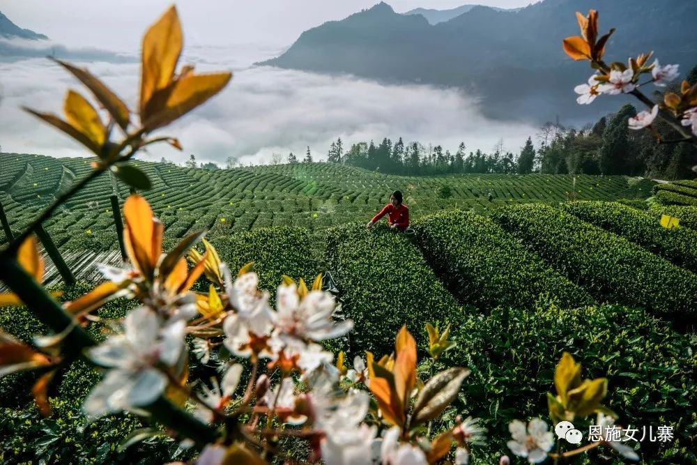 天之方富硒茶