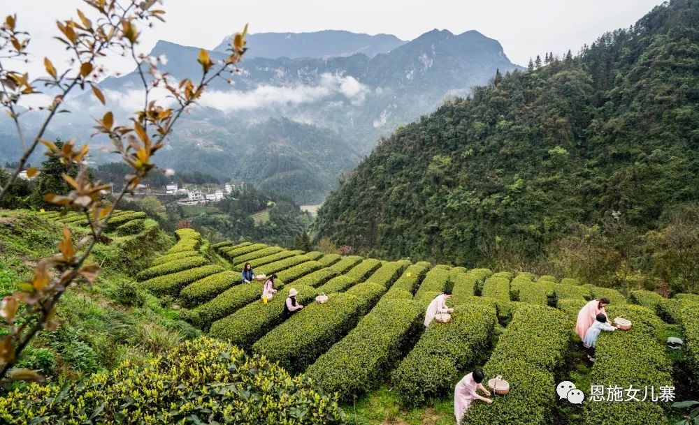 天之方富硒茶