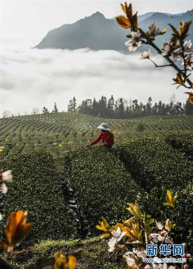 天之方富硒茶