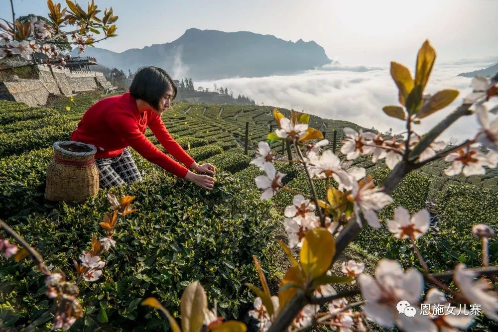 天之方富硒茶