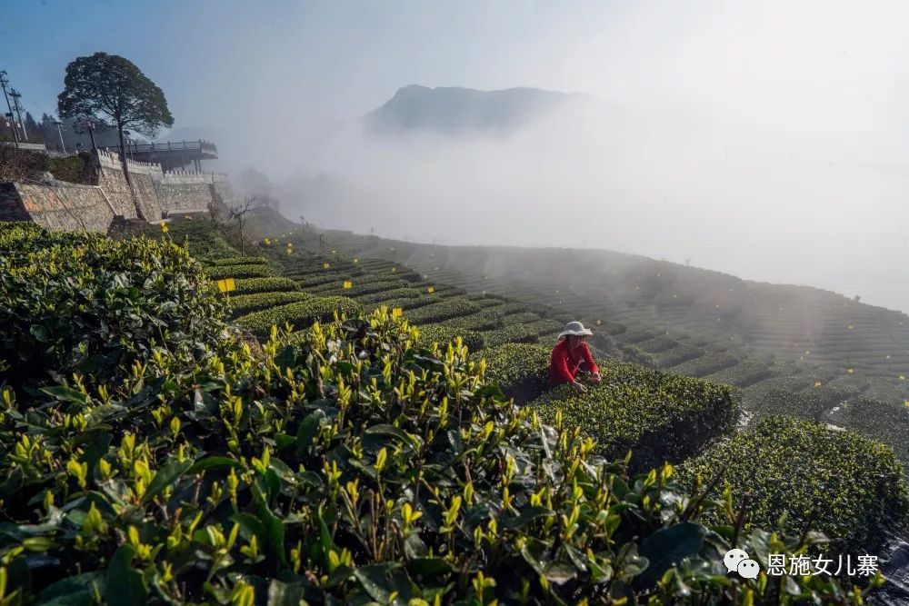 天之方富硒茶