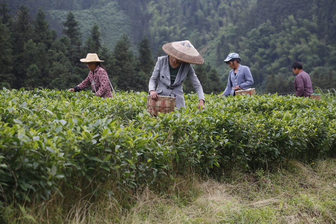 富硒茶李隆浒