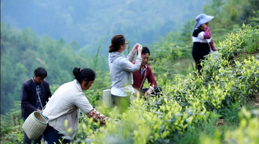 富硒茶李隆浒