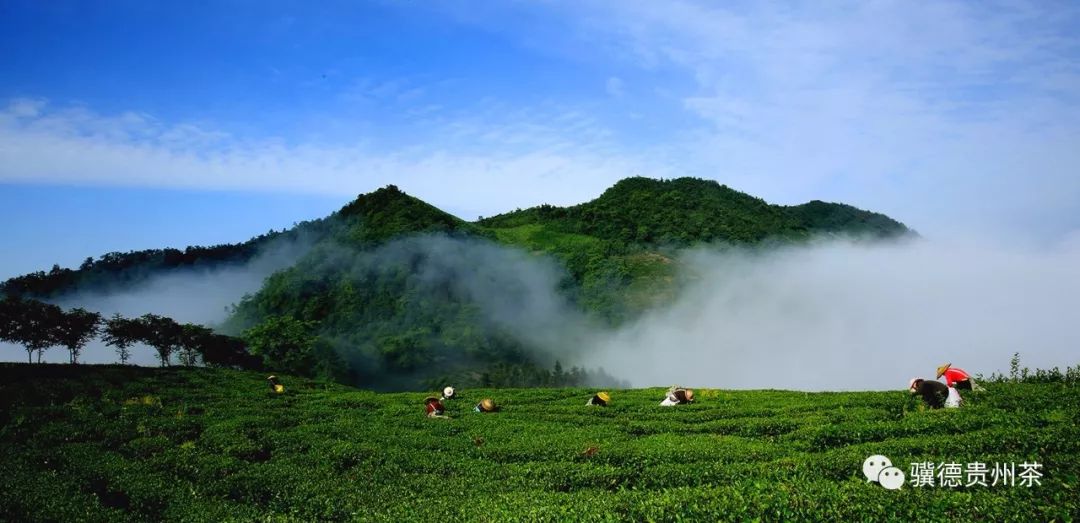 凤冈县富硒茶