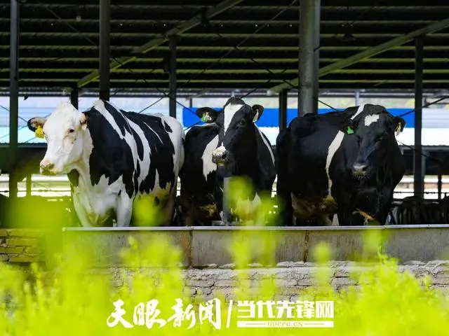 贵阳市富硒茶