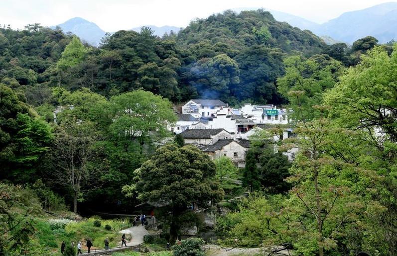 电视剧富硒茶