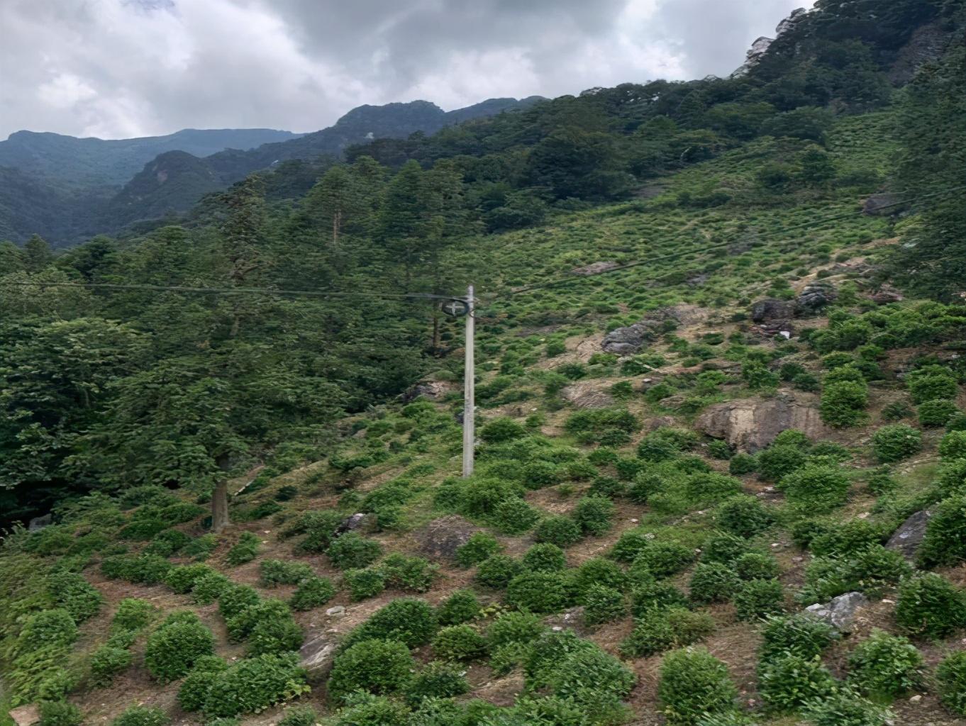 电视剧富硒茶