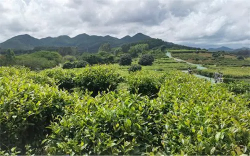 富硒茶产业化