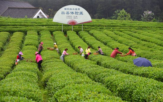 百色富锌硒茶