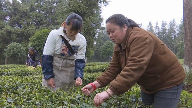 百色富锌硒茶