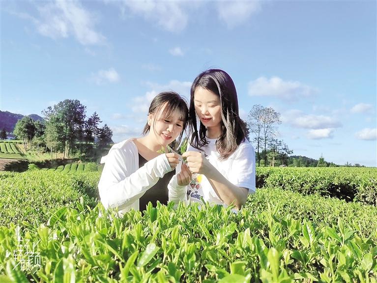 两名游客在茶园里采摘茶叶。（资料图片）