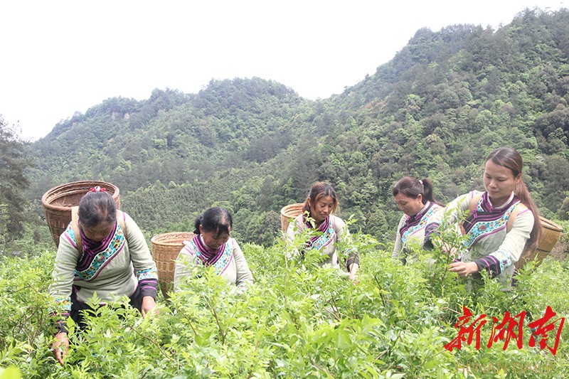 一壶春富硒茶