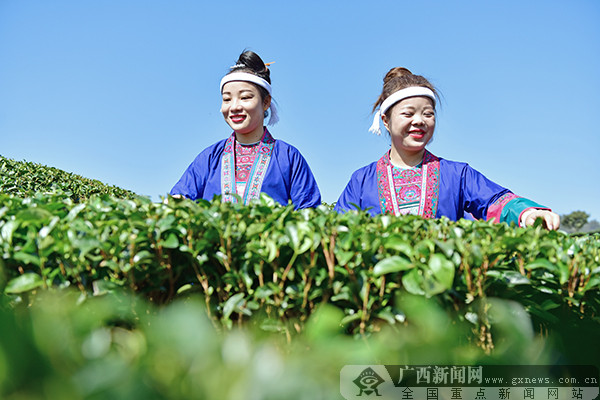 一壶春富硒茶