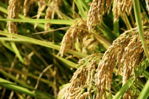 富硒水稻是什么意思-摄图网