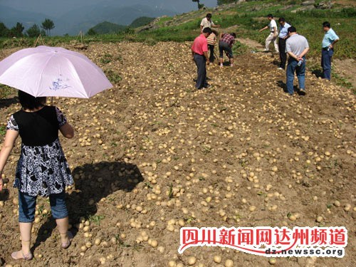 四川万源高品质土豆难卖高价每年10万吨喂猪