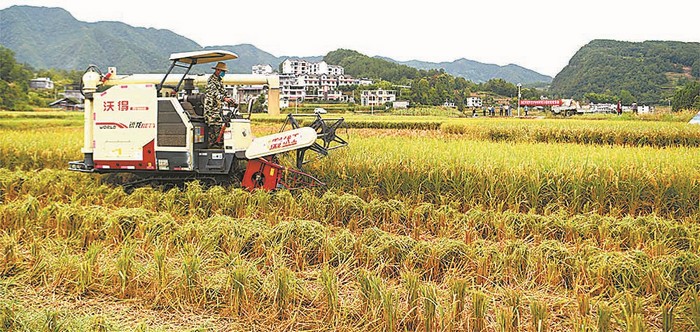 桦川富硒大米