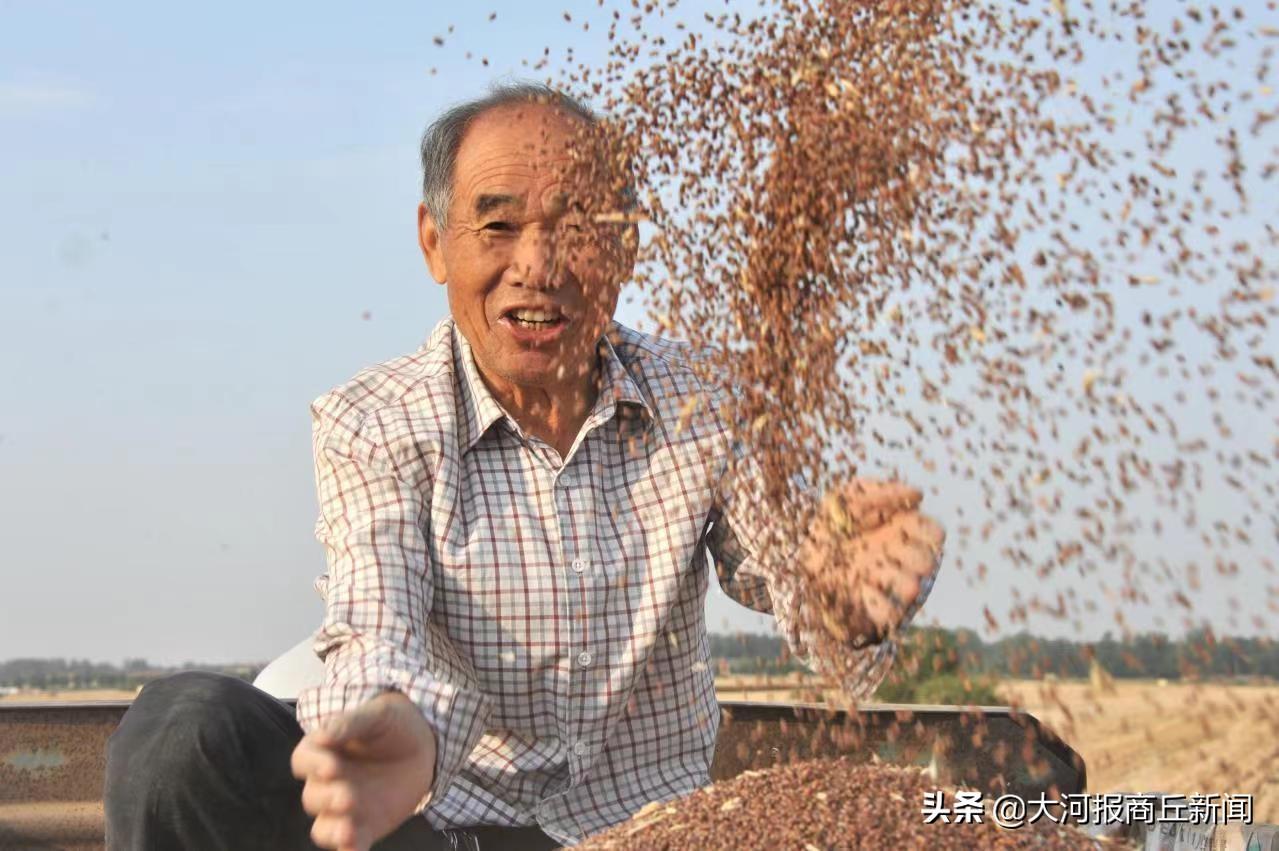 夏邑富硒大米