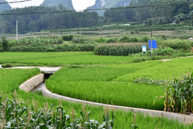 连城富硒大米