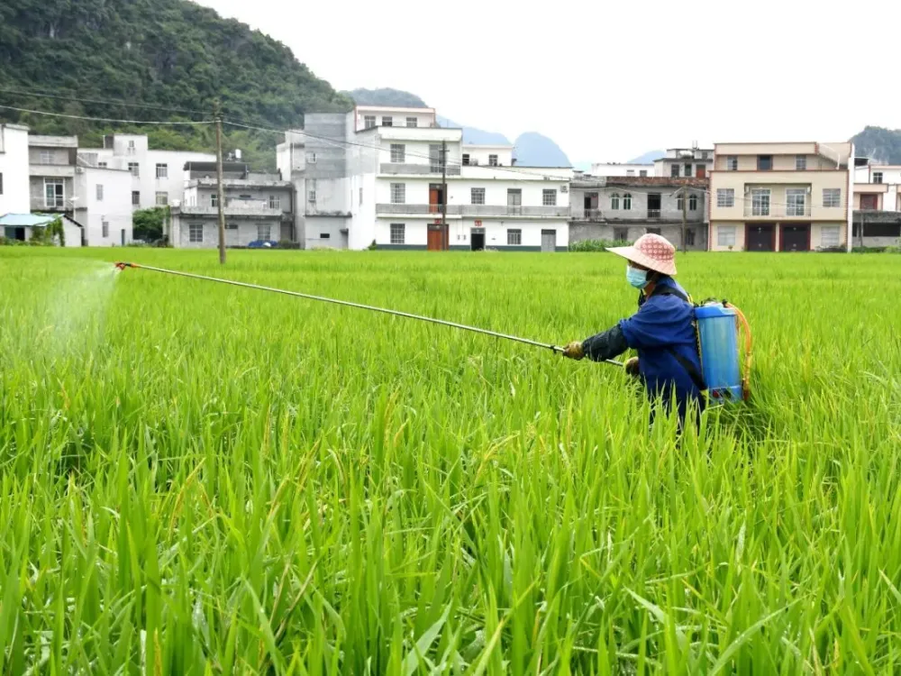 广州富硒大米