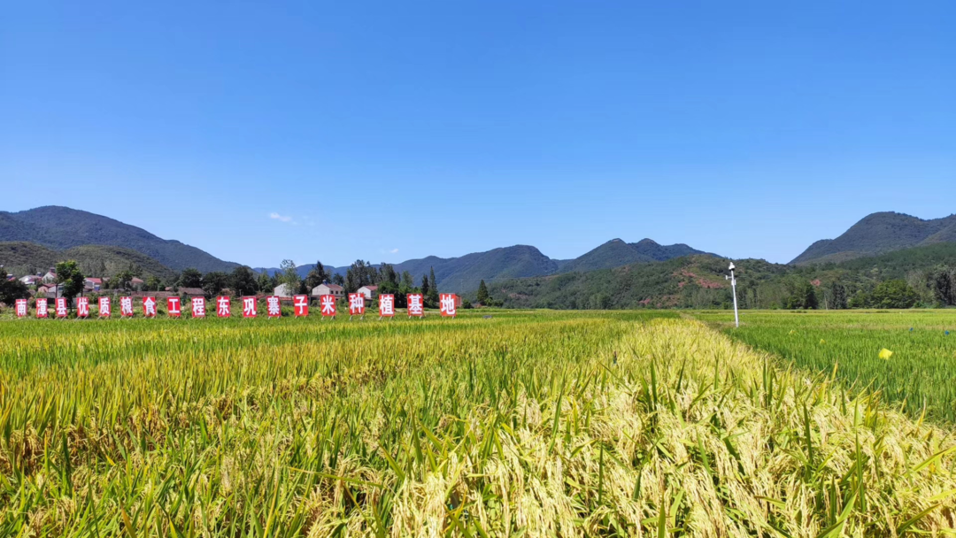 红日富硒大米